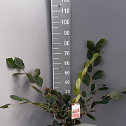 Hamamelis int. 'Rubin' 60-80 cm 7,5L