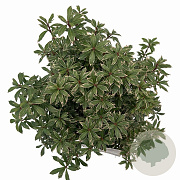 Pieris jap. 'Little Heath' 25-30 cm 3,0L