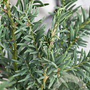 Taxus baccata 125-150 cm met kluit
