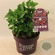 Hydrangea m. Forever & Ever Purple 30-40 cm 5,0L
