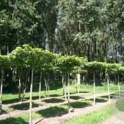 Liquidambar s. 'Worplesdon' 16-18 HO draadkluit dakvorm 240 cm stam