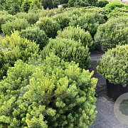 Pinus sylv. 'Beuvronensis' 50-60 cm 20L breed