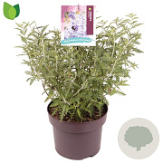 Perovskia 'Blue Spire' 40-50 cm 5,0L