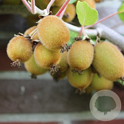 Actinidia deliciosa 'Boskoop' 30-40 cm vierkant 2L
