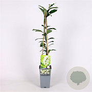 Exochorda racem. 'Niagara' 70 cm 2,0L