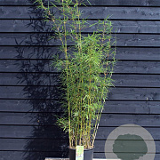 Fargesia robusta 'Campbell' 200-225 cm 20L