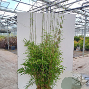 Fargesia robusta 'Campbell' 200-225 cm 20L