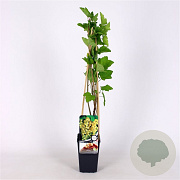 Ribes rubrum (white) 70 cm 2,0L