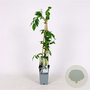 Wisteria sinensis 'Alba' 70 cm 2,0L