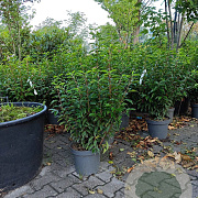 Prunus l. 'Angustifolia' 50-60 cm 7,5L