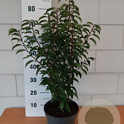 Prunus l. 'Angustifolia' 50-60 cm 7,5L