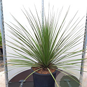 Dasylirion texanum 80-100 cm 35L