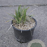 Liriope muscari 'Big Blue' GM 2,0L