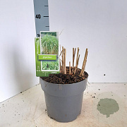 Miscanthus giganteus 50-60 cm 3,0L