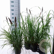 Pennisetum al. 'Black Beauty' 25-30 cm 3,0L