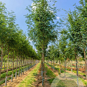 Sorbus aucuparia edulis 12-14 HO draadkluit