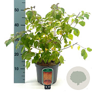 Cornus sang. 'Midwinter Fire' 40-50 cm 3,0L