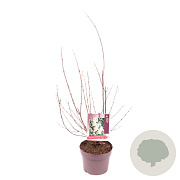 Deutzia lemoinei 40-50 cm 3,0L