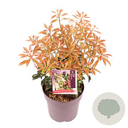 Pieris jap. 'Scarlett O'Hara' 20-25 cm 2,0L