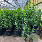 Prunus l. 'Angustifolia' 120-140 cm 15L