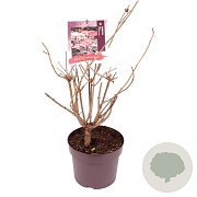 Sambucus nigra 'Thundercloud' 60-80 cm 7,5L