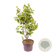Syringa v. 'Président Grévy' 40-50 cm 5,0L