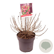 Weigela Cherry Love 30-35 cm 10L