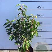 Prunus l. 'Angustifolia' 40-60 cm 3,0L