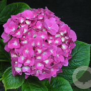 Hydrangea macrophylla 'Miss Belgium' GM 2,0L
