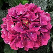 Hydrangea m. Amsterdam Paars GM 2,0L