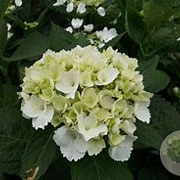 Hydrangea macrophylla 'Soeur Thérèse' GM 2,0L