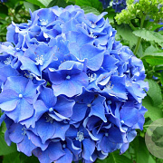 Hydrangea m. 'Enziandom' GM 2,0L