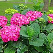 Hydrangea m. 'Glowing Embers' GM 2,0L