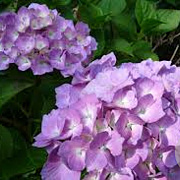 Hydrangea m. 'Gerda Steiniger' GM 2,0L