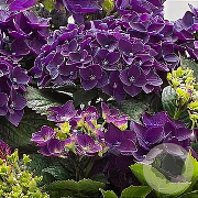 Hydrangea m. Music C. Purple Punk GM 2,0L