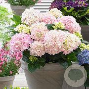 Hydrangea m. M. C. Soft Pink Salsa GM 2,0L