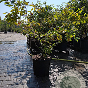 Amelanchier lamarckii 125-150 cm 20L