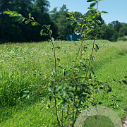 Amelanchier lamarckii 150-175 cm 20L