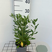 Aster ageratoides 'Ashvi' GM C1.3