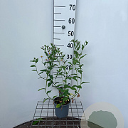 Aster ageratoides 'Asran' GM C1.3