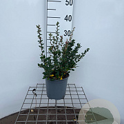 Berberis buxifolia 'Nana' 25-30 cm 2,5L