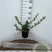 Chaenomeles sup. 'Salmon Horizon' 30-40 cm 2,5L