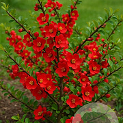 Chaenomeles sup. 'Texas Scarlet' 40-50 cm 2,5L
