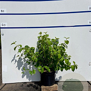 Cornus sang. 'Winter Beauty' 80-100 cm 7,5L