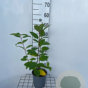 Hydrangea pan. 'Pink Diamond' 40-50 cm 2,5L
