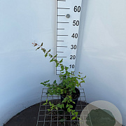 Kolkwitzia amabilis 30-40 cm 2,5L