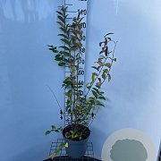 Ligustrum tschon. 'Little Thomas' 100-125 cm 7,5L