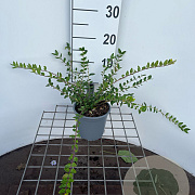 Lonicera pileata 'Moss Green' 30-40 cm C1.3