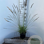 Molinia caerulea 'Moorflamme' 30-40 cm 2,5L