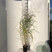 Panicum virgatum 'Rehbraun' 40-50 cm 2,5L